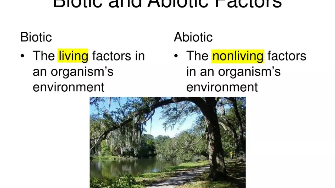 What are the abiotic factors in a forest ecosystem?